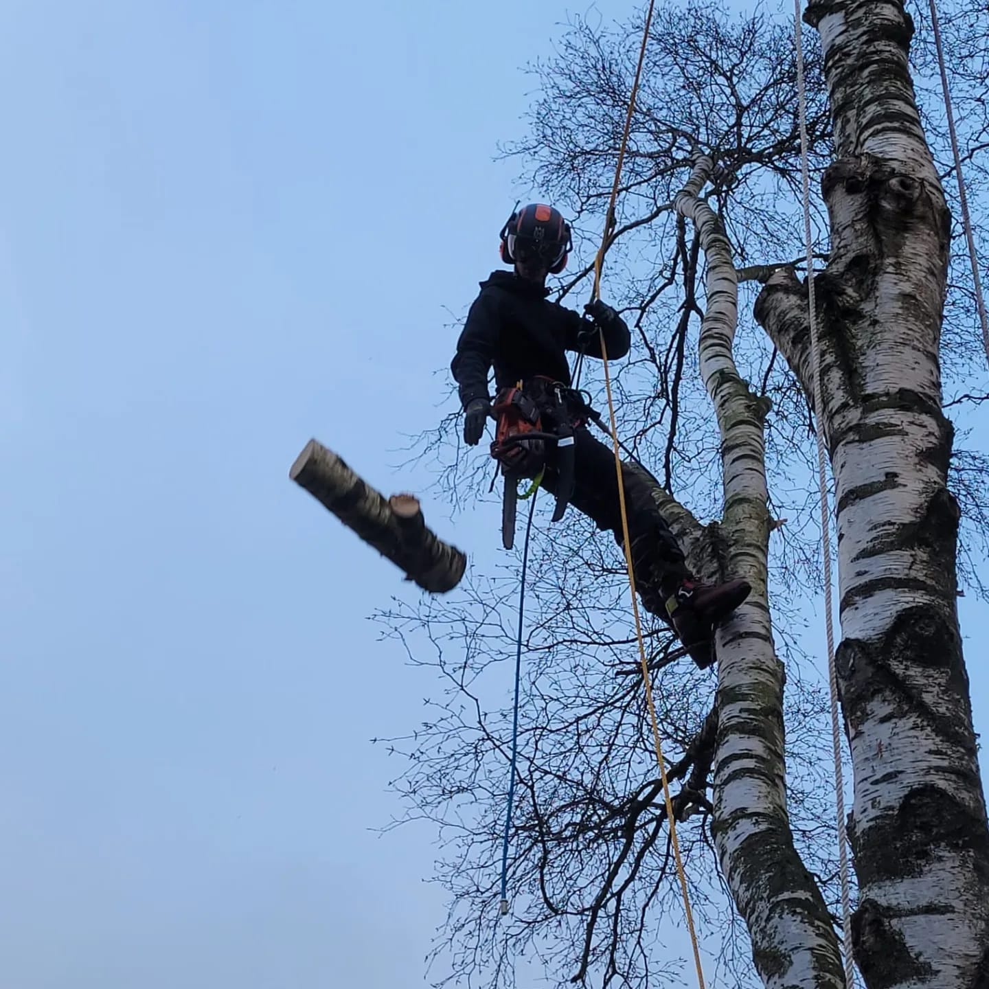 Boom kappen in Drenthe