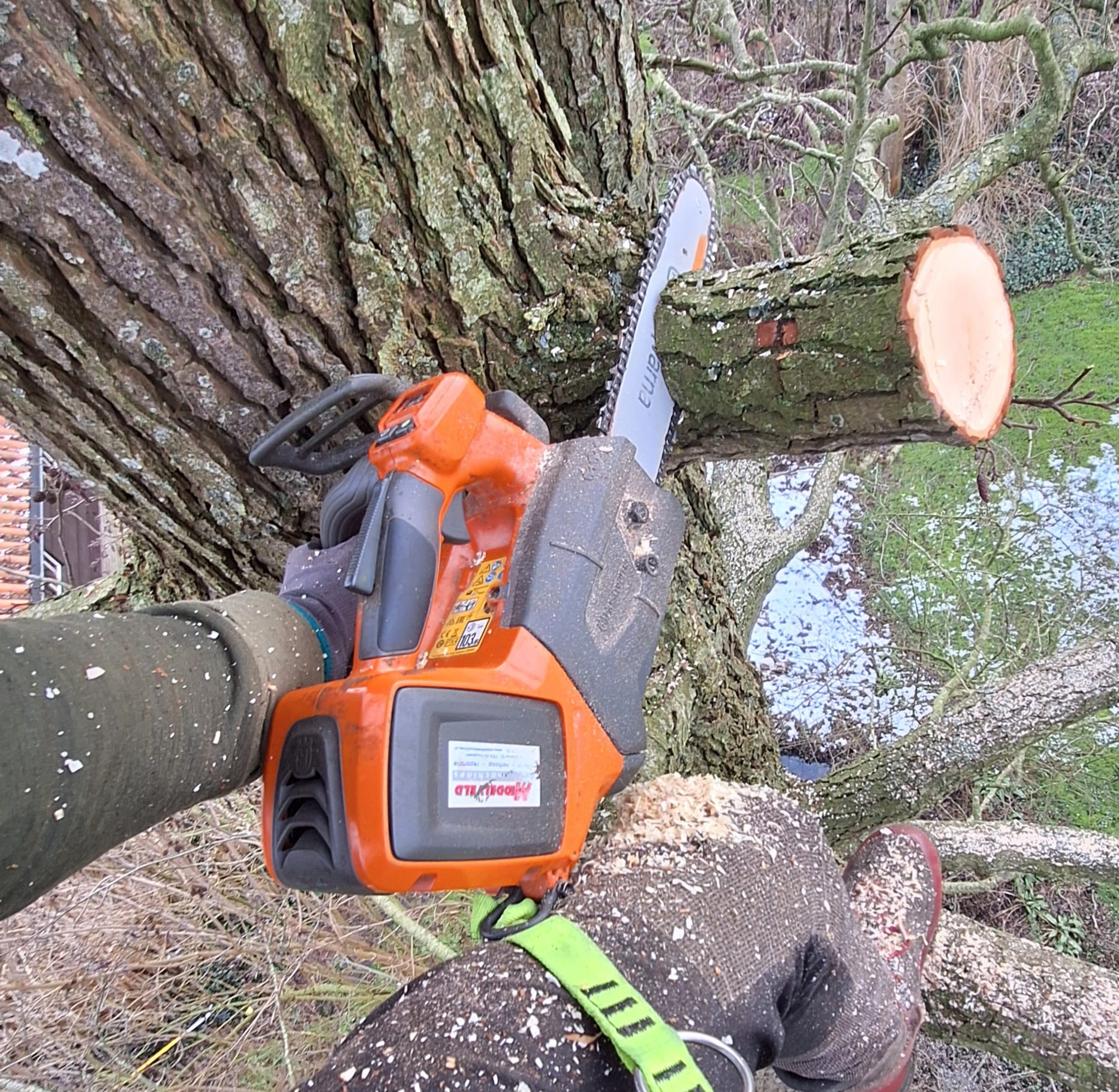 bomen snoeien, boomverzorging