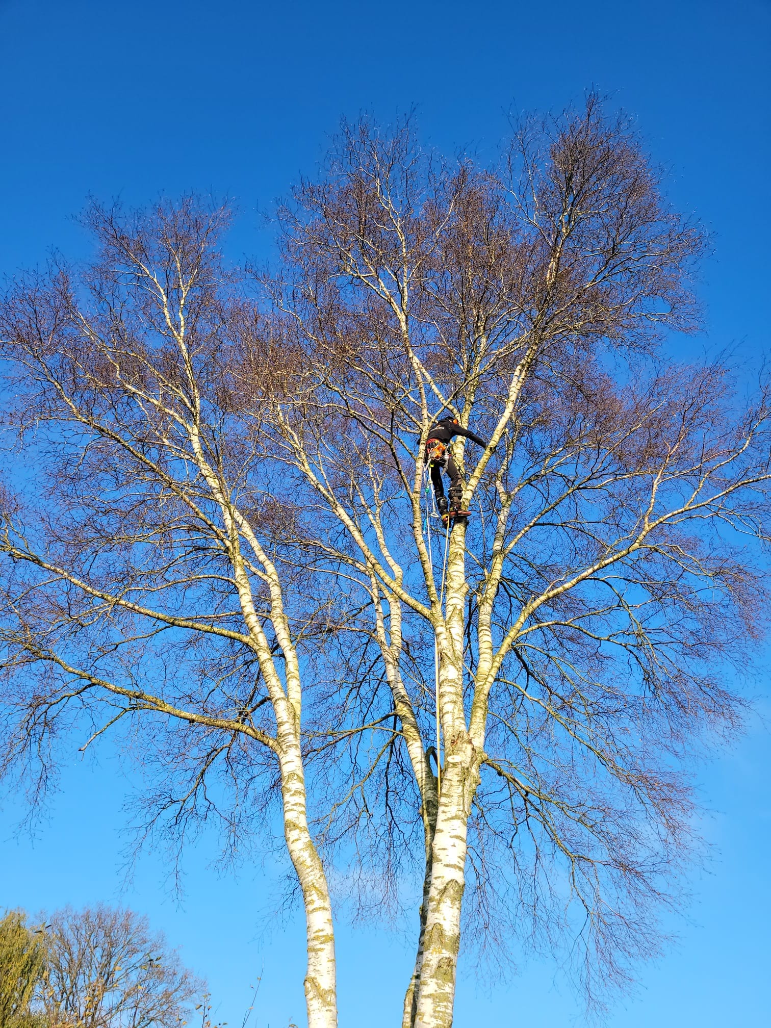 berkenboom kappen in Hollandscheveld