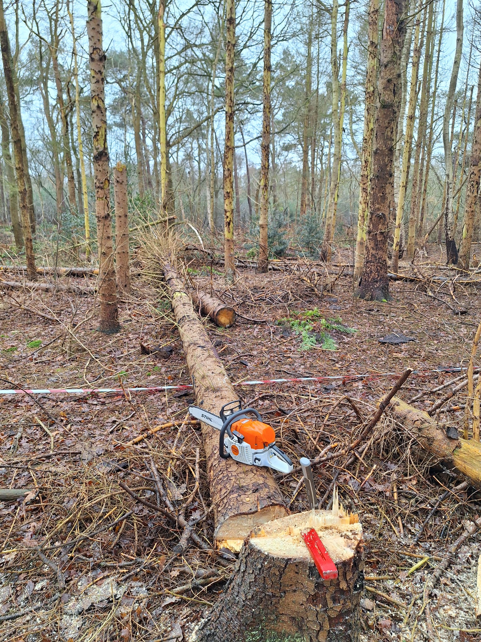 bomen vellen in het bos