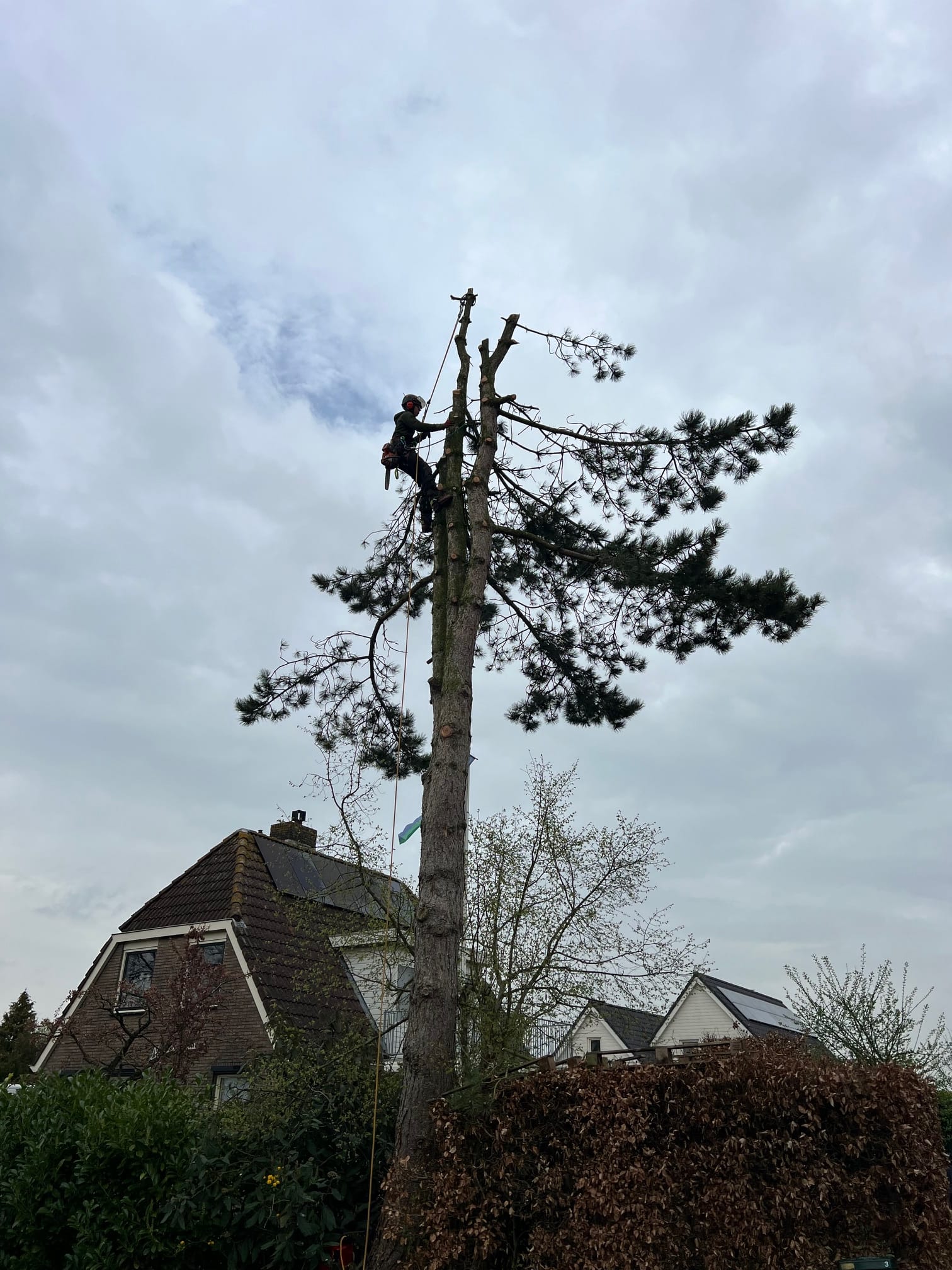 De kroon van de boom is er al af, nu de onderste takken nog