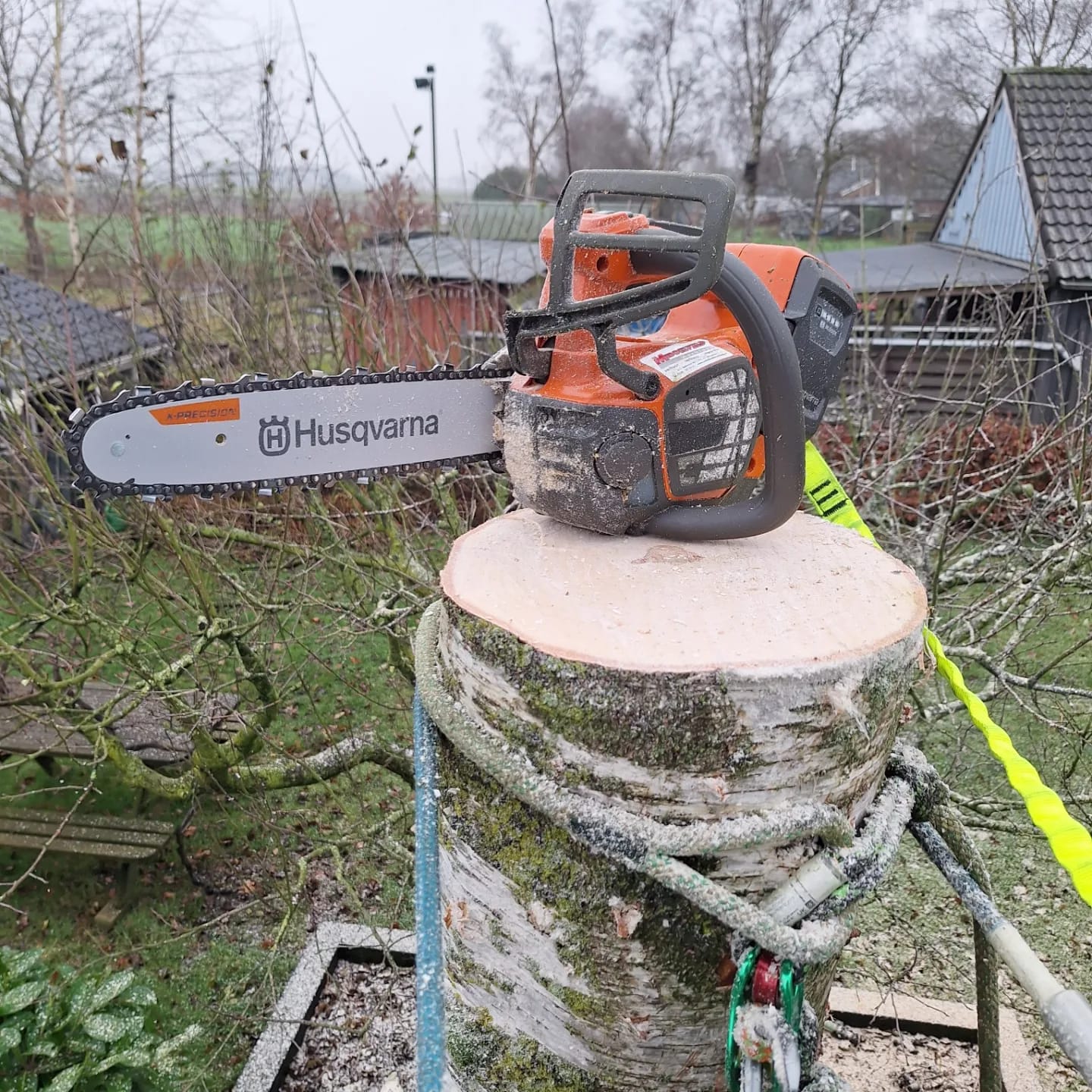 boom rooien, bomen kappen