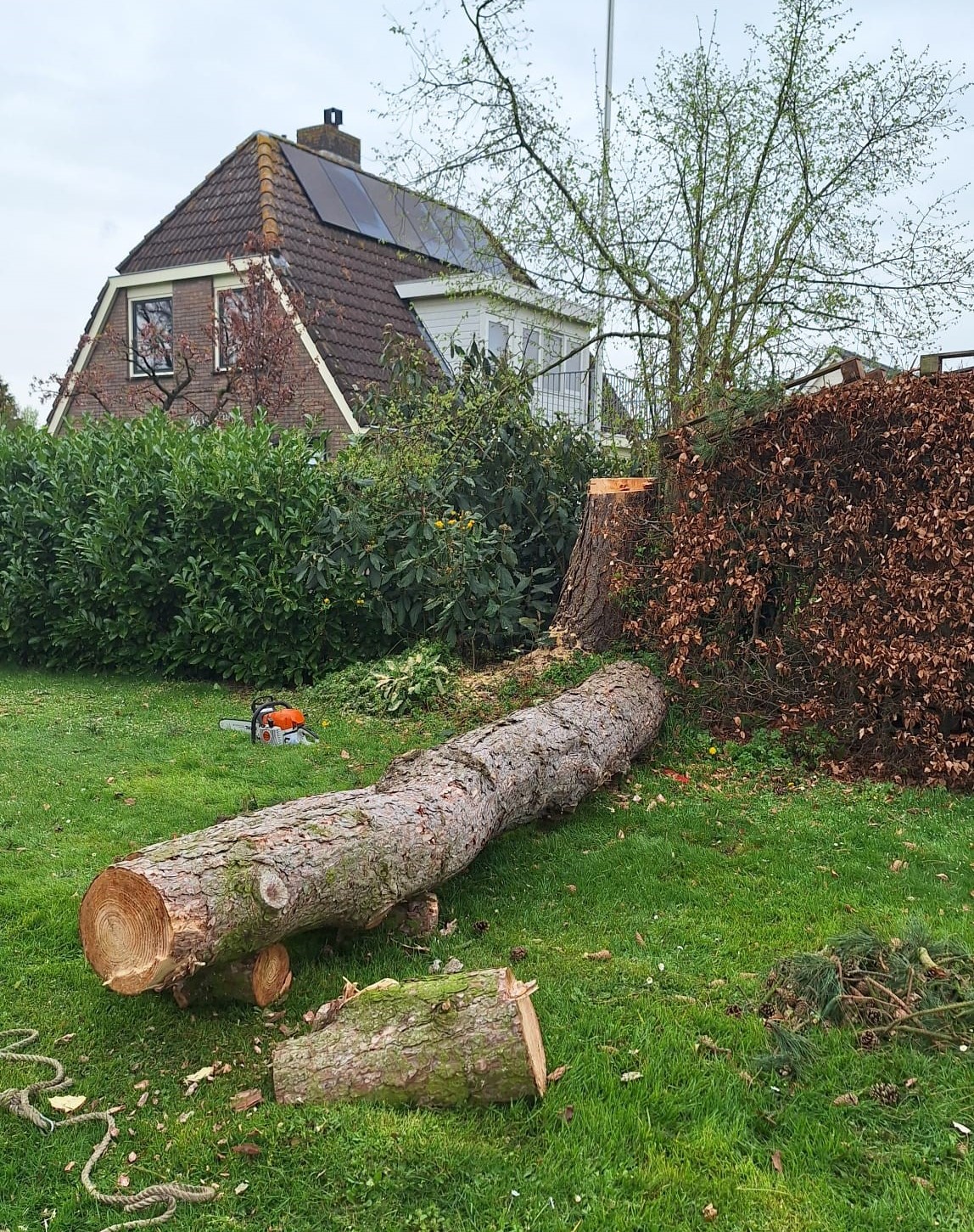 boom rooien zwarte den