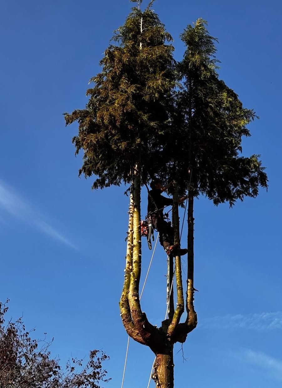 dennenboom klimmend kappen